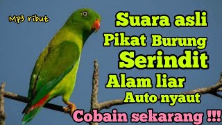 SUARA PIKAT DAN MASTERAN BURUNG SERINDIT RIBUT ALAM LIAR