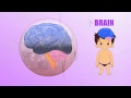 Brain Human Body Parts Pre School Animated Videos For Kids