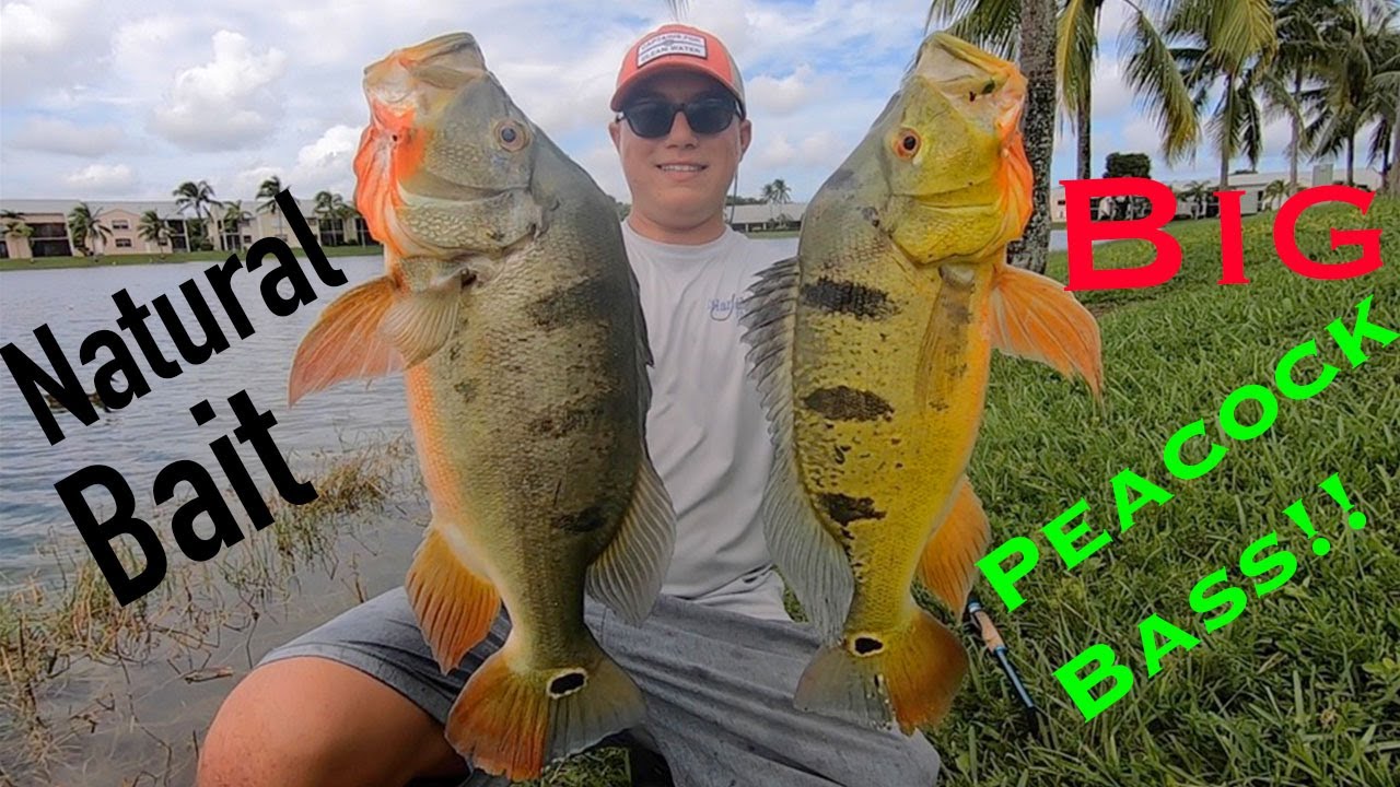 How to Catch Bait for BIG PEACOCK BASS in Miami!! 