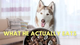 Celebrity What I Feed My Picky Husky Wealth