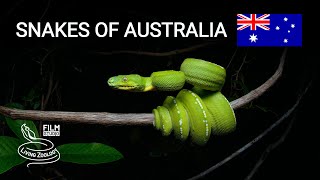 Snakes of Australia, Cape York peninsula, Green tree python, Scrub python, Northern death adder