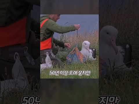 커다란 바닷새가 사람을 경계하지 않는 이유