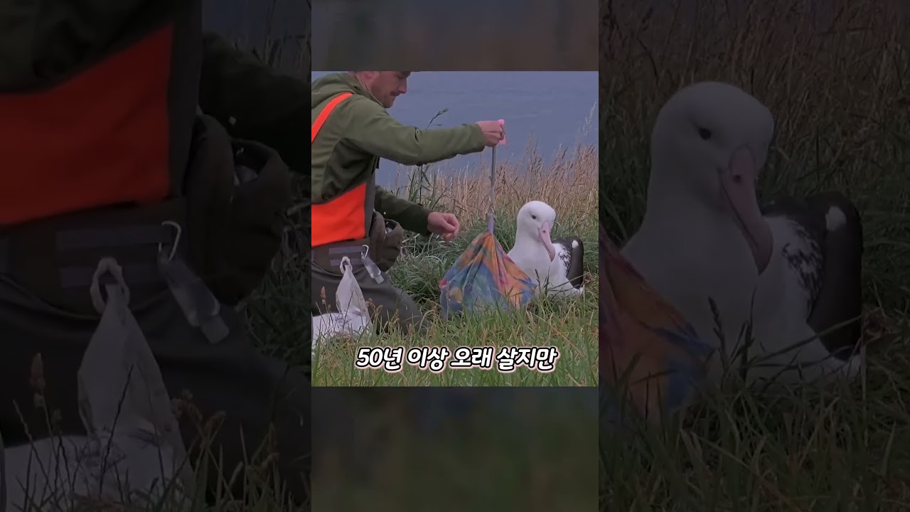 커다란 바닷새가 사람을 경계하지 않는 이유