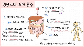 소화계 정리하기! 함께 필기해요~ (영양소의 소화 과정)