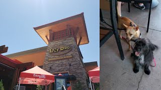 Lazy Dog Restaurant and Bar - Las Vegas