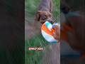 #HALF SÓ BRINCANDO COM SUA BOLA MUCHA🏈🐕‍🦺❤️😍#half #pets #doguinho #cãozinho #vidanaroça