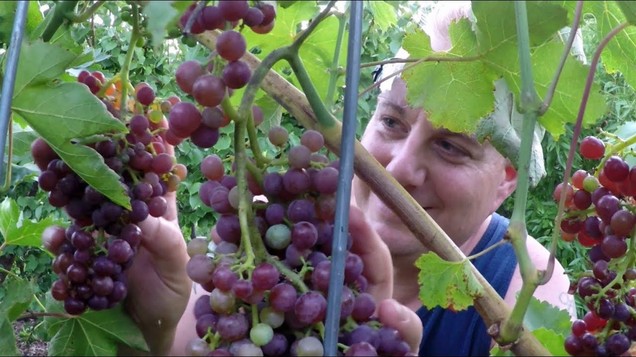 Harvesting 11 LBS Of Grapes From The Backyard Food Forest Garden In 5 Minutes!