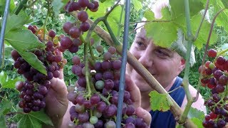Harvesting 11 LBS Of Grapes From The Backyard Food Forest Garden In 5 Minutes!