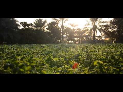 صباحية في ابو معن