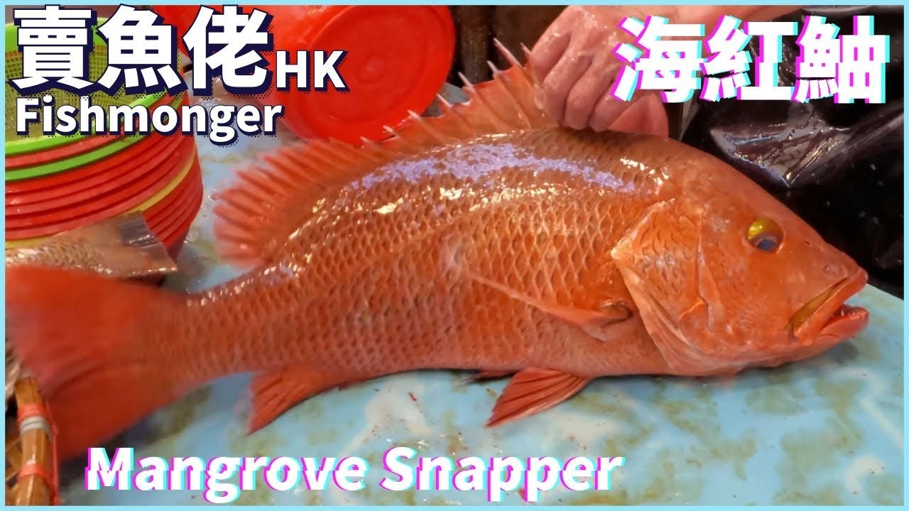 顧客的決擇 海紅鮋 Vs 芝麻斑 Part 2 2 Mangrove Snapper Vs Brown Spotted Groupe Hong Kong Seafood Market 西環魚王 Youtube 顧客的決擇 海紅鮋 Vs 芝麻斑 Part 2 2 Mangrove Snapper Vs Brown Spotted Groupe Hong Kong Seafood Market 西環魚王 Youtube