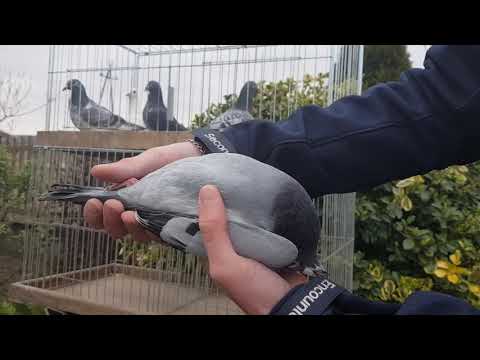 Wideo: Jak Odróżnić Gołębia Od Gołębia