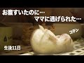 生後11日の赤ちゃんうさぎ！目が開いてきました！【子ウサギ】#60