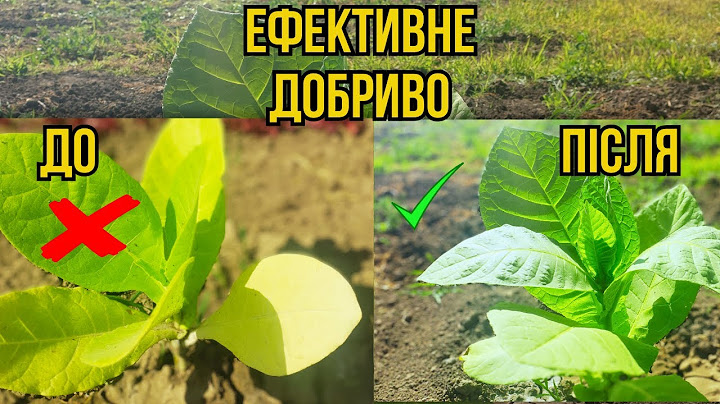 СЕЛО І ВОГНИК Дріжджі як Добриво - Як Приготувати Пошагова Інструкція. Підкормка Табака