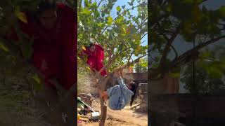 चक क मसत