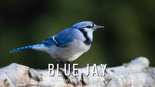 Blue Jay (Cyanocitta cristata)
https://www.youtube.com/c/BWoodPhotography
https://www.bwoodphotography.com
To license footage please contact me at: becca@bwoodphotography.com
Blue Jay (Cyanocitta cristata)
In this weeks video we are celebrating the unique and very vocal bird the Blue Jay (Cyanocitta cristata).
This common, large songbird is familiar to many people, with its perky crest; blue, white, and black plumage; and noisy calls. Blue Jays are known for their intelligence and complex social systems with tight family bonds. Their fondness for acorns is credited with helping spread oak trees after the last glacial period.
The Blue Jay frequently mimics the calls of hawks, especially the Red-shouldered Hawk. These calls may provide information to other jays that a hawk is around, or may be used to deceive other species into believing a hawk is present.
Tool use has never been reported for wild Blue Jays, but captive Blue Jays used strips of newspaper to rake in food pellets from outside their cages.
The pigment in Blue Jay feathers is melanin, which is brown. The blue color is caused by scattering light through modified cells on the surface of the feather barbs.
The black bridle across the face, nape, and throat varies extensively and may help Blue Jays recognize one another. (All information from All About Birds.org).
Timestamps:
0:00 Cracking see
0:24 Foraging
0:40 Sound
0:49 Close-up
1:12 Flying in
1:18 Three on a log
1:33 Two on a log
1:54 Fly in slow motion
2:12 Close-up
2:51 Close-up foraging
🎵 Music in this video 🎵:
https://artlist.io/Becca-1378936
ALL IMAGES IN THIS VIDEO ARE COPYRIGHTED, ©Becca Wood - B. Wood Photography. No part of this video shall be downloaded, altered or reproduced in any way or by any means without the formal written permission of B. Wood Photography. All Rights Reserved
🎞️ My Gear:
Cameras 📷:
Canon 1 DX Mark III camera
Canon 1 DX
Canon 5d Mark II
GoPro 9 Black
GoPro 7 Silver
DJI Mavic Air 2
Lenses:
Canon EF 400mm f/2.8L IS II USM Lens
Canon EF 600mm f/4L IS III USM Lens
Canon EF 100-400mm f/4.5-5.6L IS II USM Lens
Canon EF 70-200mm f/2.8L IS II USM Lens
Canon EF 100mm f/2.8L Macro IS Usm Lens
Canon 1.4x Extender
Canon 2.0x III Extender
Gitzo carbon fiber tripod
Manfrotto tripod
Manfrotto monopod
Joby Gorilla Pod
Website: https://www.bwoodphotography.com
Celebrating Life Magazine: https://www.bwoodphotography.com/Products/Magazine
Social Media:
Facebook: @BWoodPhotos
Instagram: @bwoodphotography
God is in the details. Ludwig Mies van der Rohe Blue Jay (Cyanocitta cristata)