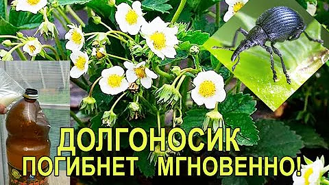 Долгоносик на Клубнике Срочно Опрыскайте Клубнику! Как Уничтожить Долгоносика Лучшее Средство!