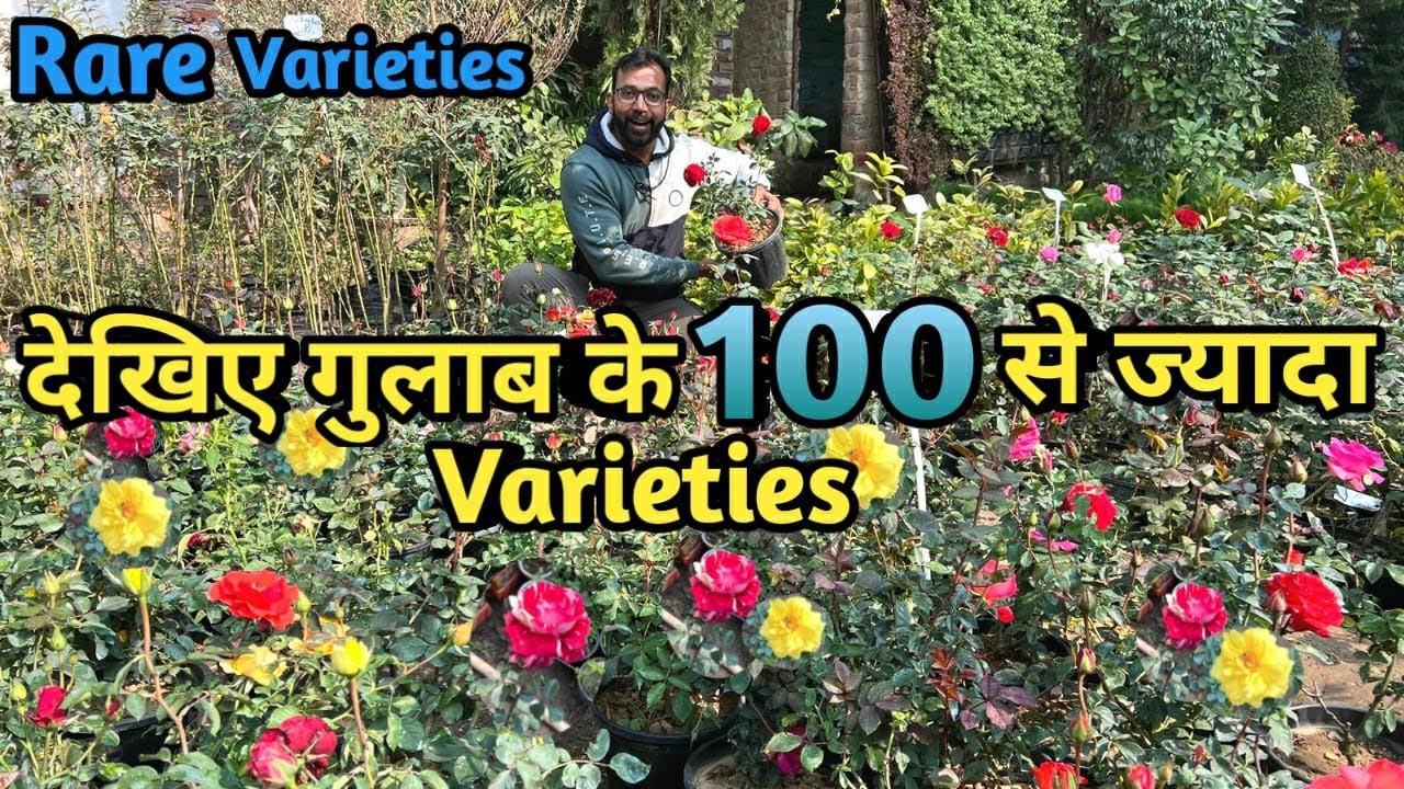 देखिए गुलाब के 100 से ज्यादा Varieties with Names | Rose Variety For Your Garden
