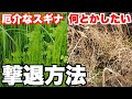 【スギナ対策】この夏はスギナに絶対悩まない〜生態を知れば対策分かる