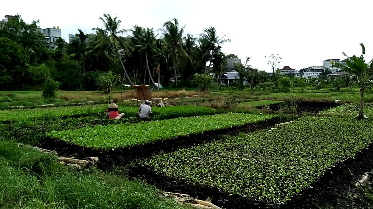 Terpopuler 22 Kebun  Sayur 