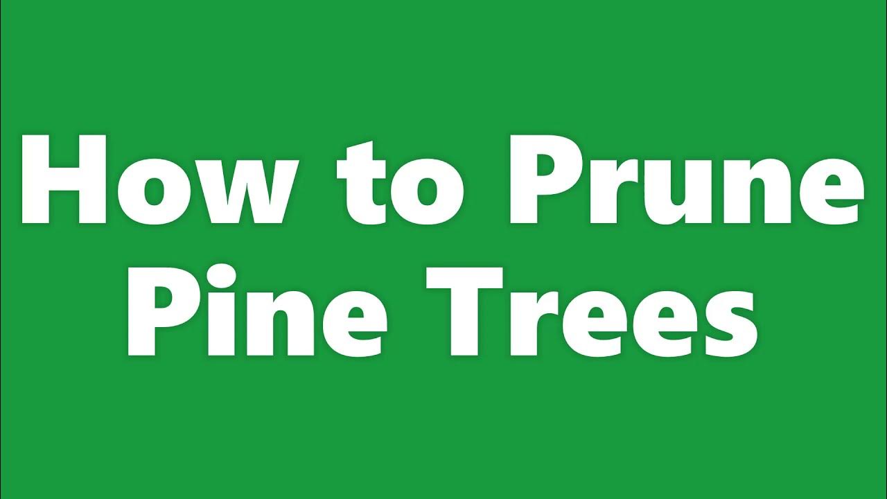 How to Prune Pine Trees YouTube