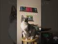 Roarie the Taste Making Cat …. #jazzvinyl #jazz #vinyloftoday #jazzmusic