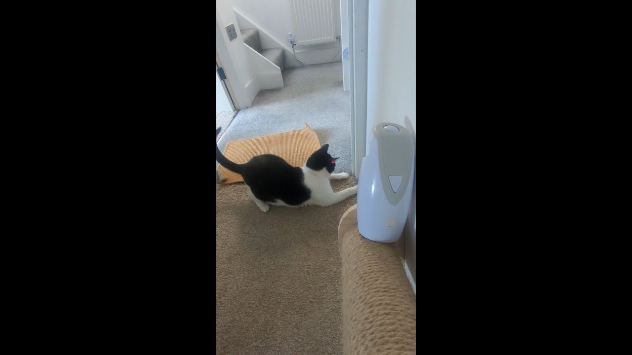 Jumping Jazz Cats | Laser light fun! 