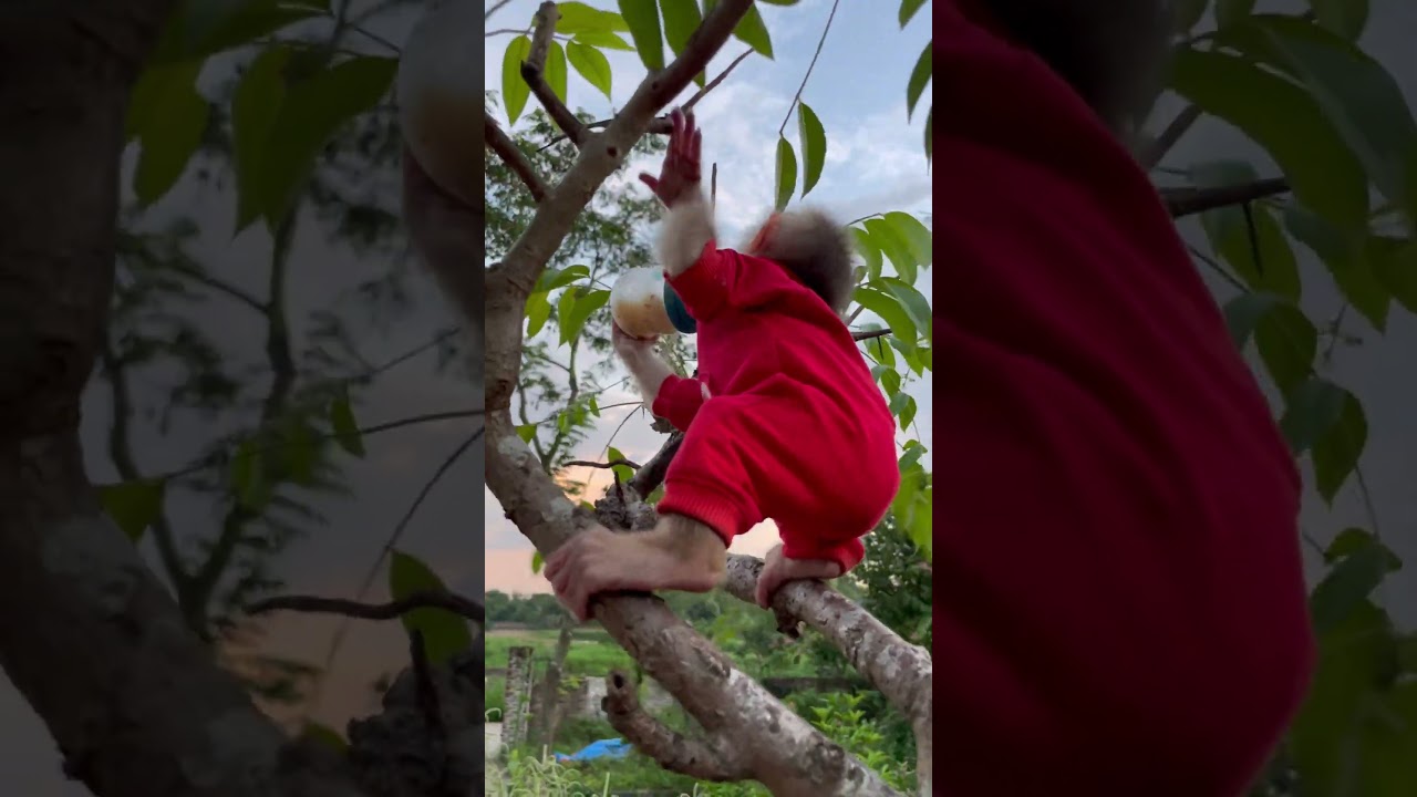 The baby monkey was drinking milk and the branch was about to break.