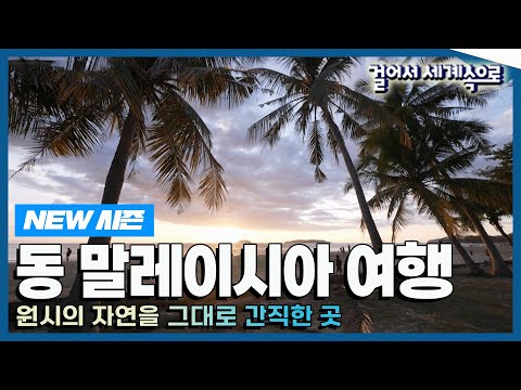   NEW 걸어서세계속으로 원시의 자연을 그대로 간직한 곳 동 말레이시아 여행 Trip To Malaysia KBS 20230520