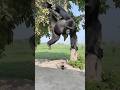 A Gorilla Stole My Bottle😲 #funny #viral #foryou #foryoupage #funnyvideos