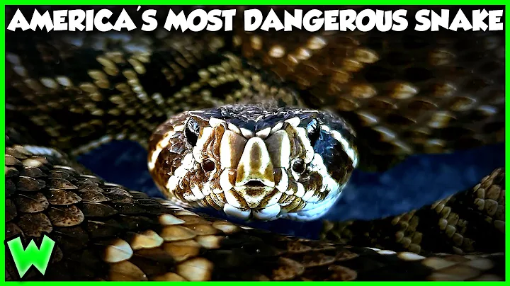 The Deadly Secret of the World's Largest Rattlesnake