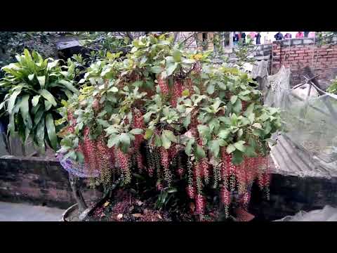 Video Cây lộc vừng đẹp nhất Việt Nam - youtube