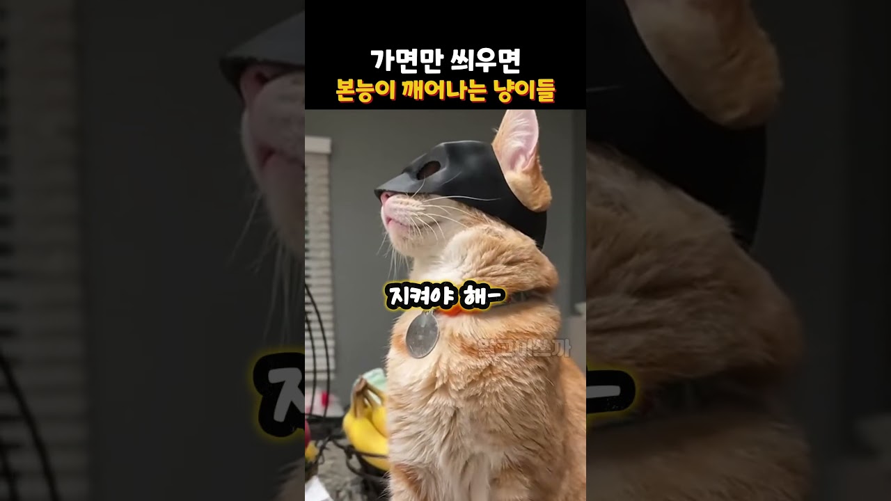 가면만 씌우면 배트냥이 되는 히어로들ㅋㅋ