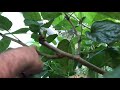 Pruning Mulberry Trees (Part 1)