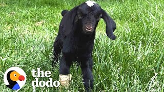 Tiny Goat Makes A Little Pig BFF | The Dodo Little But Fierce