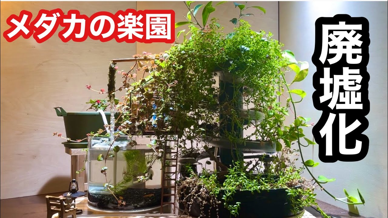 My Dream 180cm Discus Tank Is Finally Up and Running【Aquarium