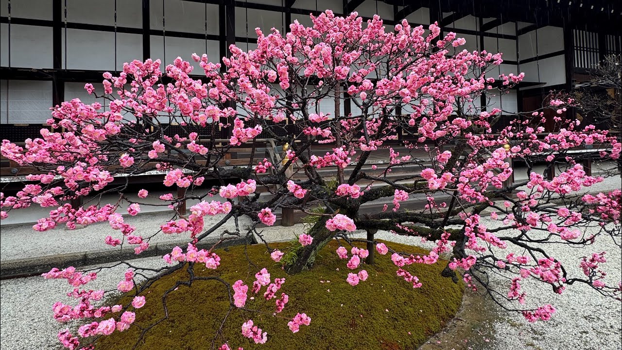 Весенняя прогулка по Императорскому дворцу Киото | Медленное путешествие по Киото