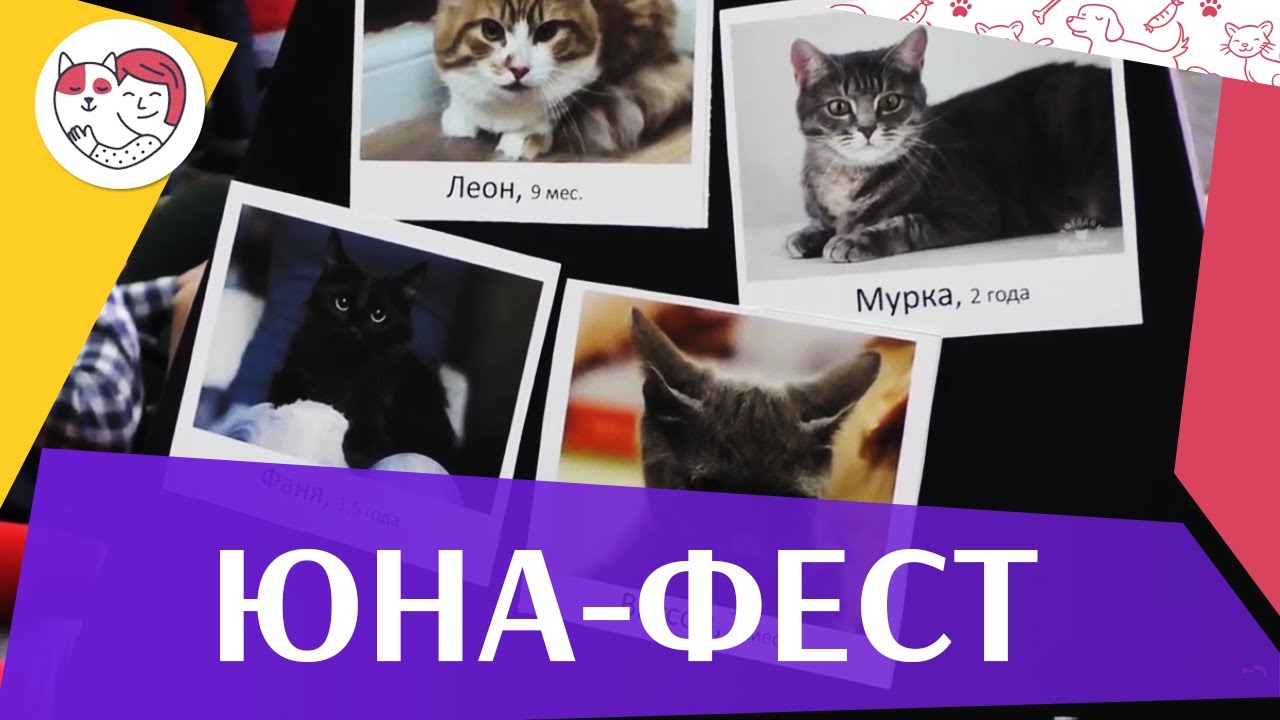питомцы кукол лол Выставка-пристройство животных «Юна-фест» на ilikpet