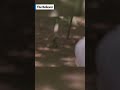 Watch Chuck On Law And Order Show Off Serious Acting Skills