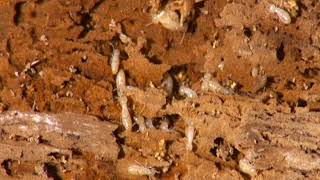 Termites at Work – Courtesy of NPMA