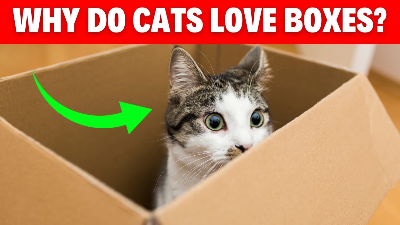 Why Do Cats Love Boxes? 4 Fascinating Reasons Explained! cats 