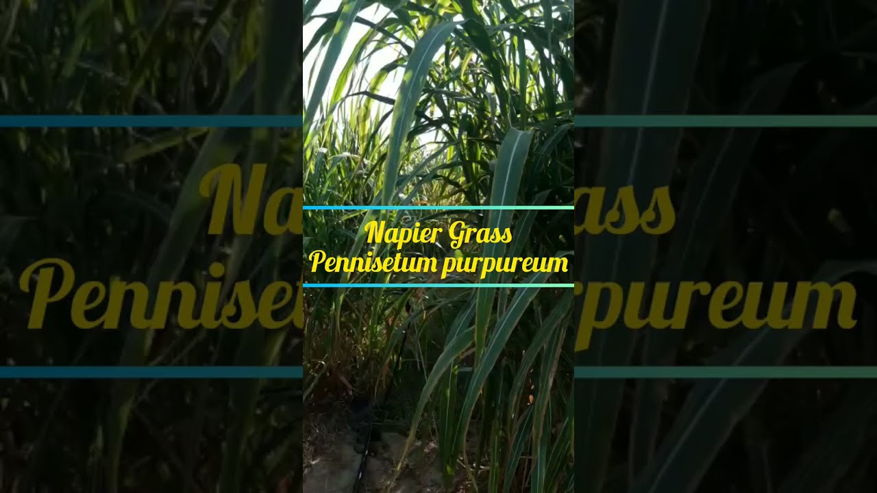 Benefits of Napier Grass नेपियर ग्रास के गजब के फायदे YouTube