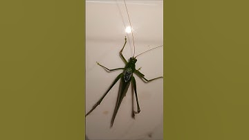 green colour grasshopper #grasshopper #insects #insect short video #horror