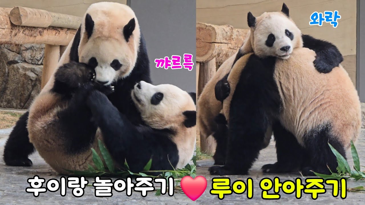 [ep.802]엄마한테 받은대로 서로에게 사랑 베푸는 루이후이🩷꽁냥꽁냥 에브리데이 