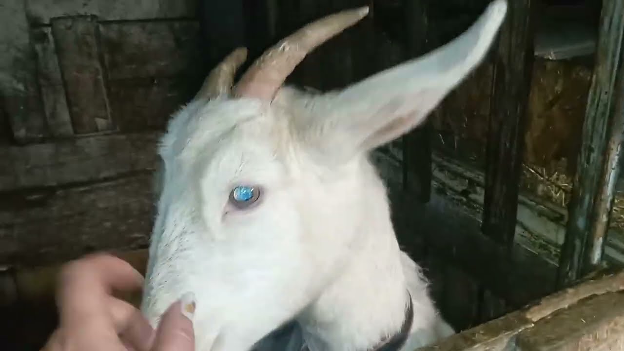 Життя так як воно є стрижка ратиць у кіз