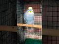 male budgies bird #shorts #budgies #lovebirds #budgiesparrots #cockatiel #finchbird #birds #parrot