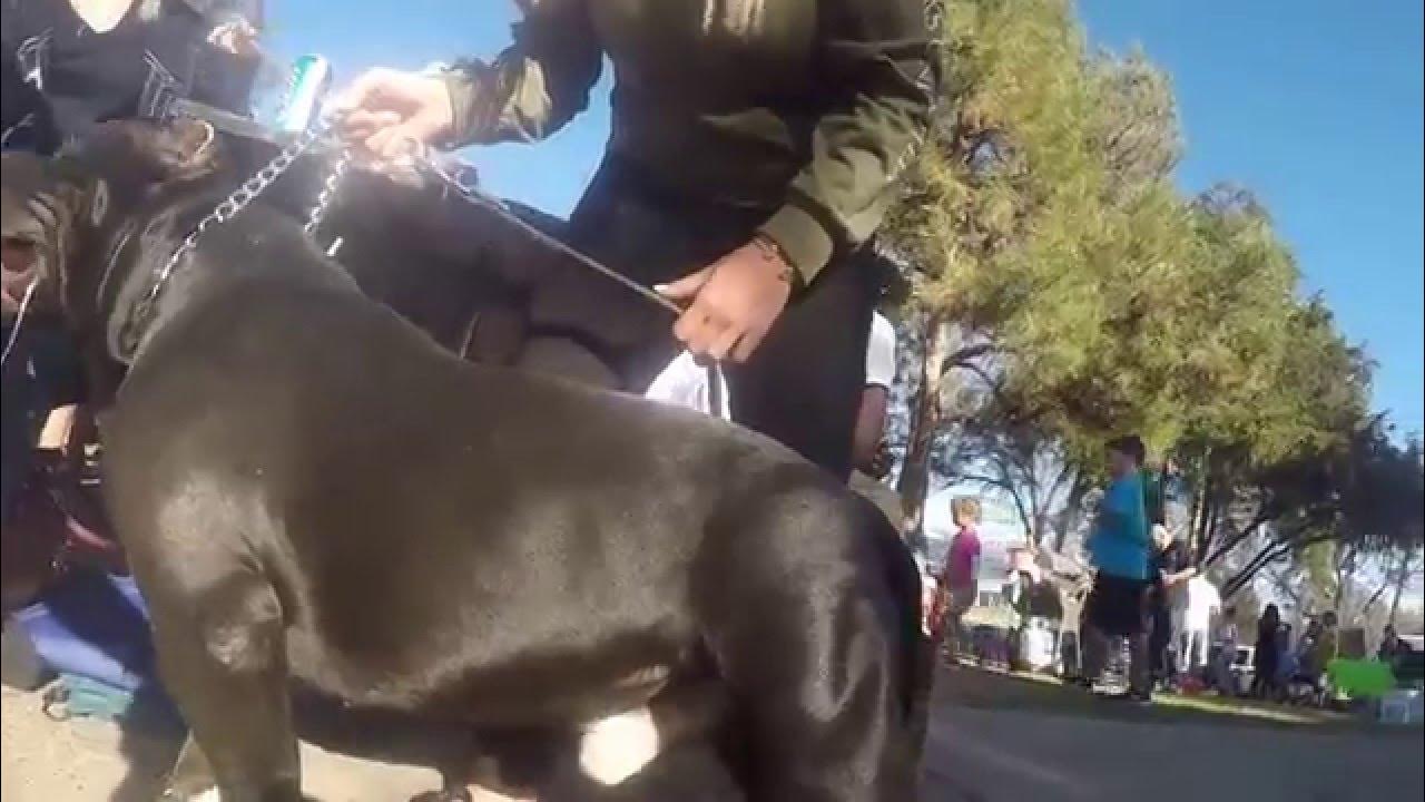 American Bully Mesquite, TX Meet and Greet! YouTube