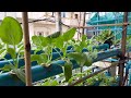 Hydroponic