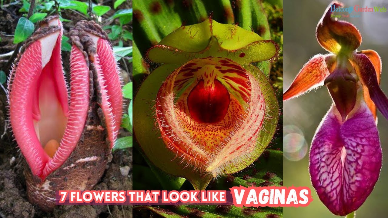 Flower Looks Like Vulva: Unveiling Nature's Intriguing Designs