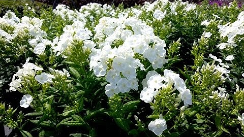 Best Garden Perennials, Phlox Danielle