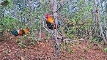 cuab qaib qus tuaj zoo heev lis nawb ຕໍ່ໄກ່ປ່າມາດີສຸດ2025